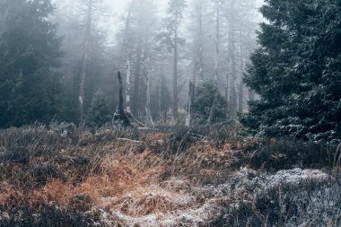 Mistik Harz ormanında sis var.