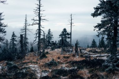 Harz Ulusal Parkı 'ndaki doğal orman. Soğuk soğuk bir sabah