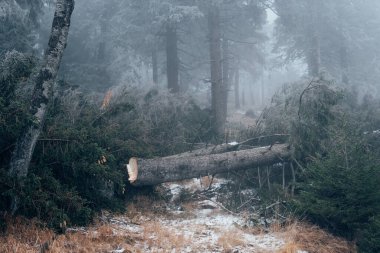 Kışın sis. Harz Ulusal Parkı 'nın Dağ Ormanı