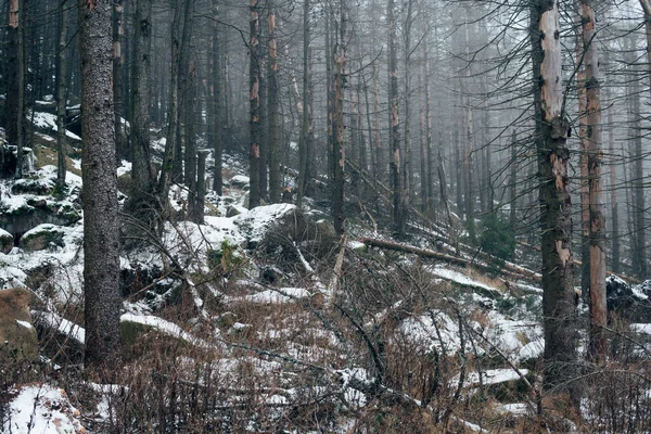 Giornata Fredda Gelida Nella Foresta — Foto Stock