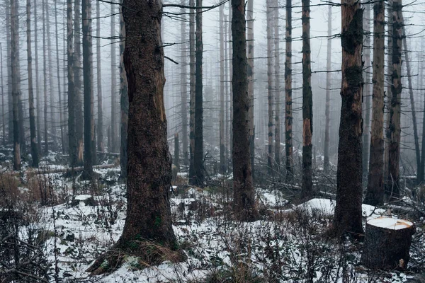 Atmosfera Spettrale Nella Foresta Pluviale Harz — Foto Stock