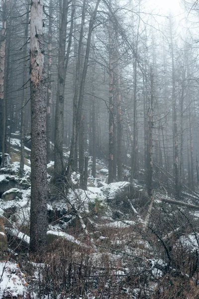 Nebbia Alberi Spogli Nella Foresta — Foto Stock