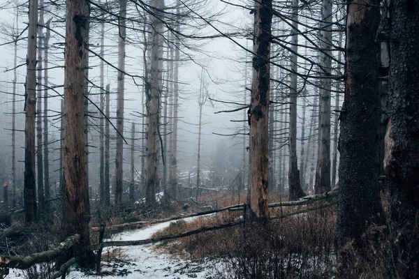 Giorni Freddi Nella Nebbiosa Foresta Morta — Foto Stock