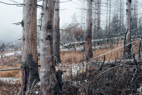 Molti Alberi Morti Nel Parco Nazionale Dell Harz Germania — Foto Stock