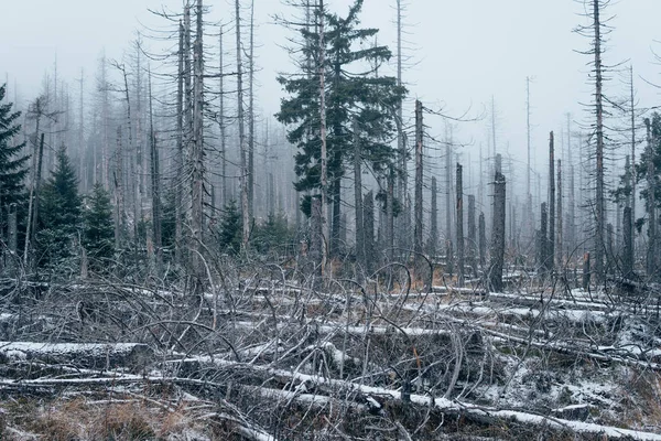 Árboles Muertos Junto Escarabajo Corteza Parque Nacional Harz Invierno — Foto de Stock
