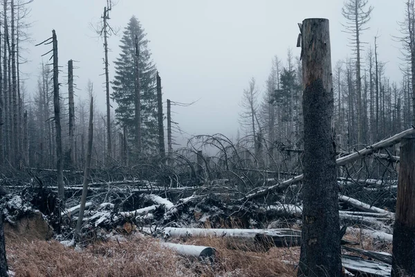 Turistika Národním Parku Harz — Stock fotografie