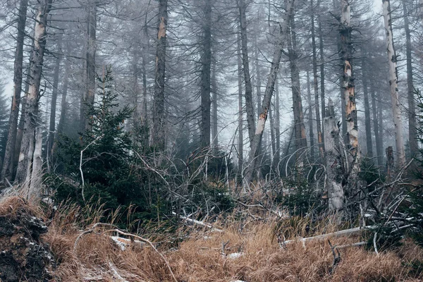 Mörk Mystisk Molnskog — Stockfoto