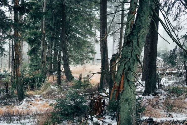 Atmosfera Fredda Della Giungla Nel Parco Nazionale Dell Harz — Foto Stock
