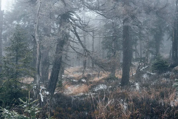 Foresta Nuvole Nel Parco Nazionale Dell Harz — Foto Stock