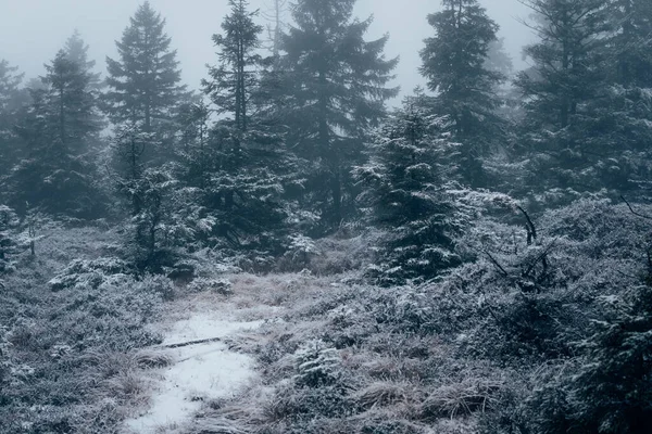 Hoarfrost Inverno Sobre Abetos — Fotografia de Stock