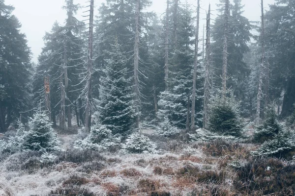 Foresta Nuvole Con Zucchero Velo Nel Parco Nazionale Dell Harz — Foto Stock