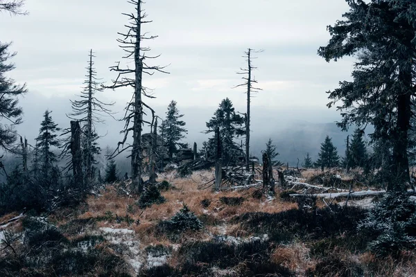 Harz Ulusal Parkı 'ndaki doğal orman. Soğuk soğuk bir sabah