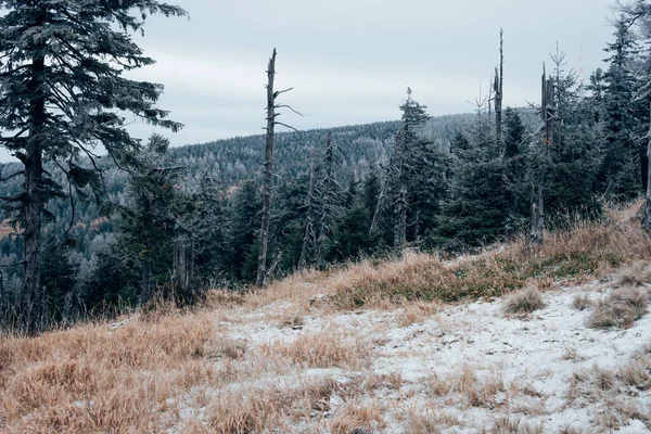 Las Łąki Parku Narodowym Harz — Zdjęcie stockowe