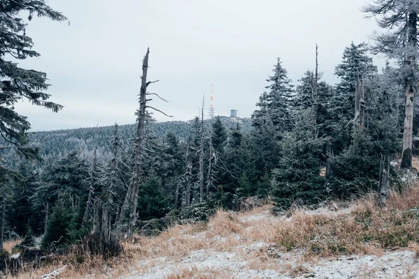Vinterskog Tidigt Morgonen Harzbergen Gamla Träd Med Hesparfrost — Stockfoto