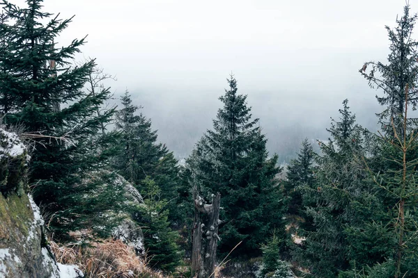 Harz Bos Boven Wolken Mist — Stockfoto