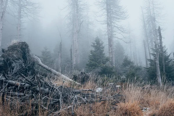 Nebbia Nella Foresta Montana Del Parco Nazionale Dell Harz — Foto Stock