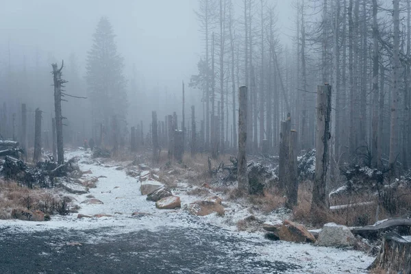 Nebbia Nella Foresta Hochharz — Foto Stock