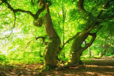 Yazın güneşli eski kayın ağaçları