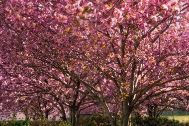 Japon kiraz çiçeği rüya ağacı örtüsü