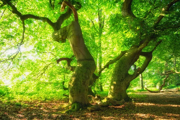Древние Буковые Деревья Летом Солнцем — стоковое фото