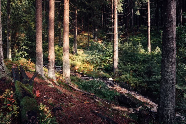 森の中の雑木林 — ストック写真
