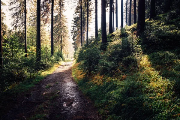 Trilha Caminhada Através Floresta Fresca — Fotografia de Stock