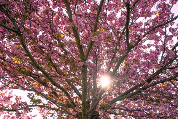 Japonês Cereja Flor Sonho Árvore Dossel Luz Sol — Fotografia de Stock