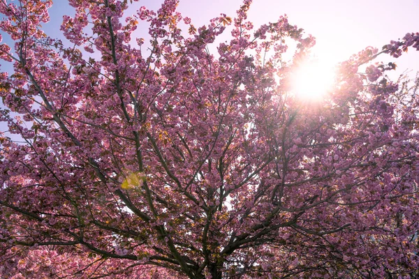 Sol Och Rosa Blommor Trädet — Stockfoto