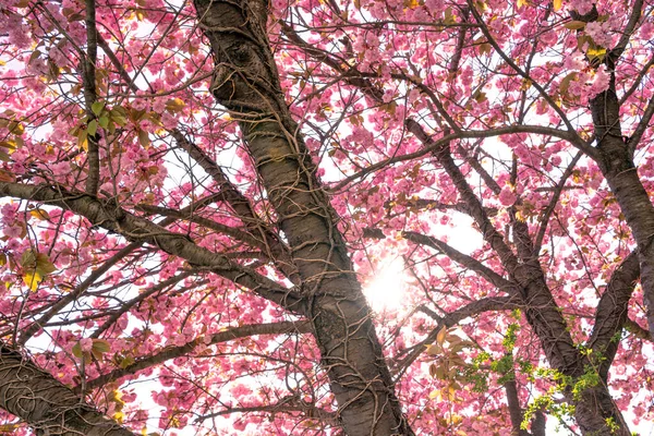 Tons Árvore Florescentes Cor Rosa Uma Cereja Primavera — Fotografia de Stock