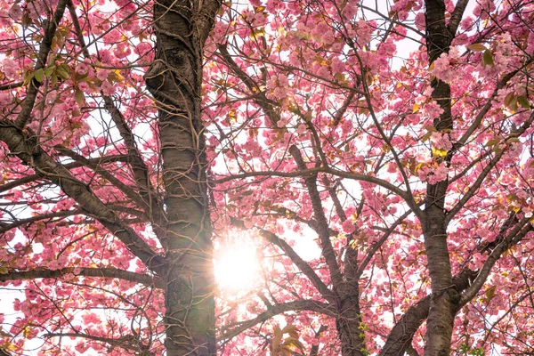 Sunshine Cereja Japonesa Com Flores Rosa — Fotografia de Stock