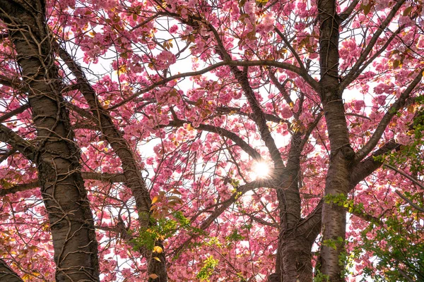 Tons Árvore Florescentes Cor Rosa Uma Cereja — Fotografia de Stock