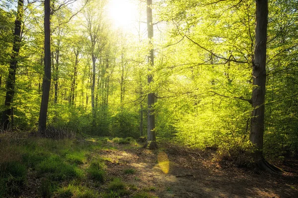 Пышная Зеленая Среда Обитания Весной Лес Солнцем — стоковое фото