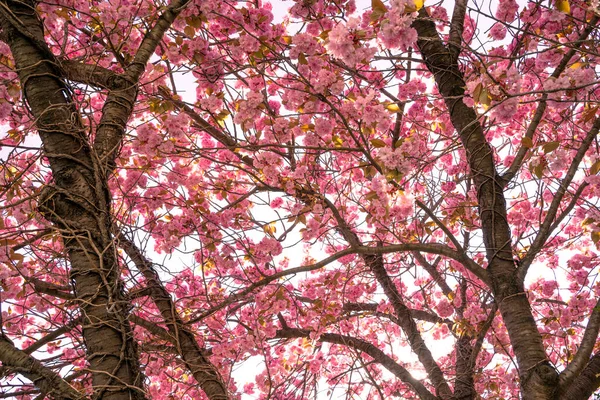 Flores Cereja Japonesas Primavera Com Sol — Fotografia de Stock