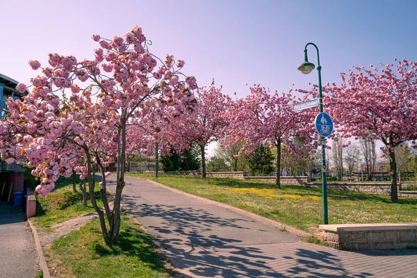 Japonské Třešňové Květy Wernigerode — Stock fotografie