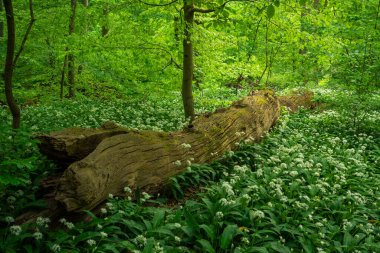 Güzel yeşil bir ilkbahar ormanı