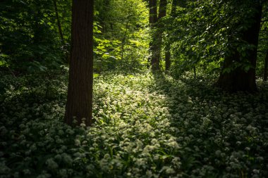 Güzel yeşil bir ilkbahar ormanı
