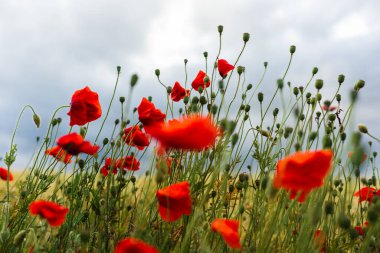 Harz dağlarındaki tarlada taze kırmızı gelincikler