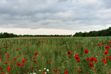 Harz dağlarındaki tarlada taze kırmızı gelincikler