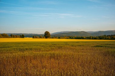 Sonbahar günü ağaçlarla kaplı güzel bir manzara.