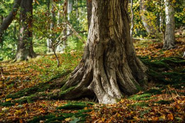 Sonbahar ormanı Ağaç hortumuyla sabah