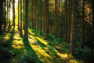 Ormanda sabah güneşi, çam ağaçları... 