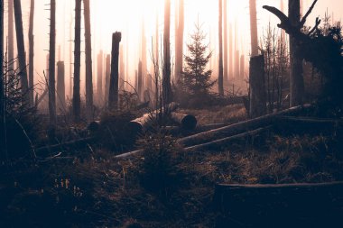 Harz Dağları 'ndaki manzara manzarası