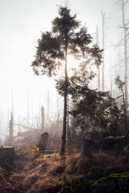 Harz Dağları 'ndaki manzara manzarası