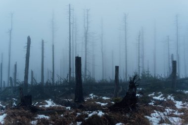Harz Dağları 'ndaki manzara manzarası