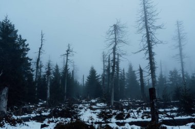 Harz Dağları 'ndaki manzara manzarası