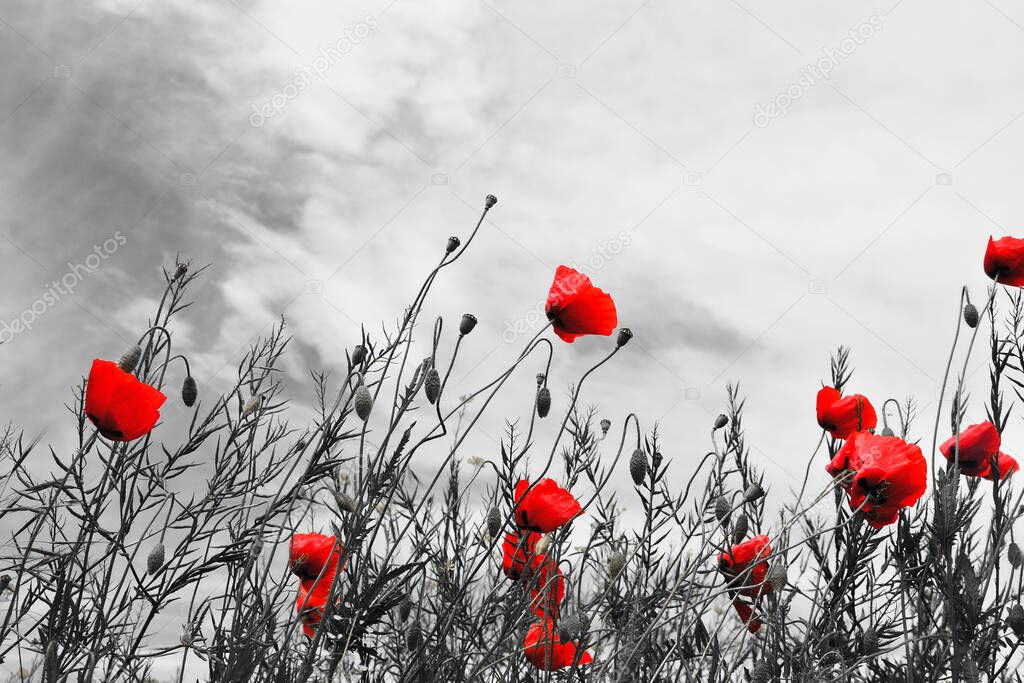 Guts beautiful poppies on black and white background