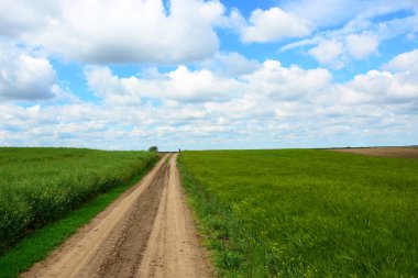 Tarlalarda buğdaylı boş kırsal yol
