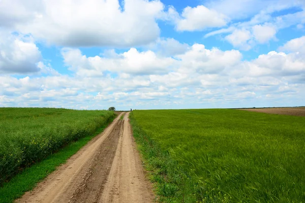 Tarlalarda buğdaylı boş kırsal yol