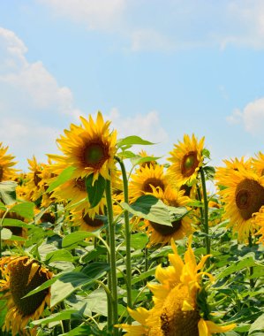 Ayçiçeği doğal arka plan. Çiçek açan altın ayçiçeklerinin kırsal manzarası.