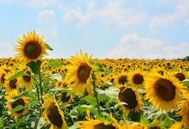 Yaz güneşinde bir ayçiçeği tarlası